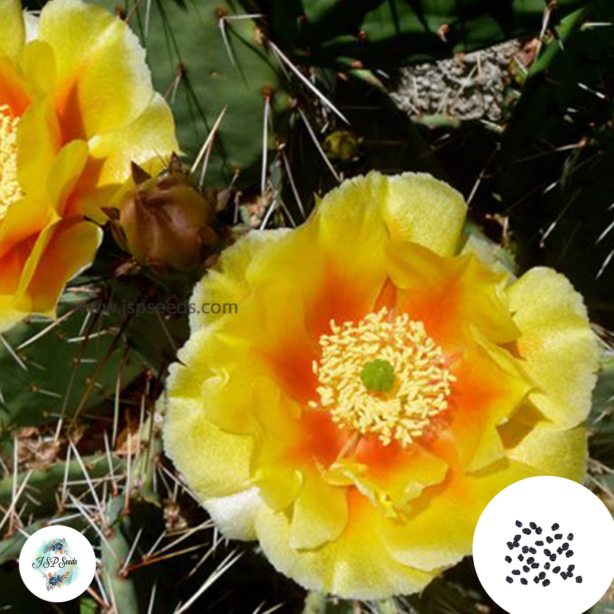 40 Seeds Opuntia engelmannii v. texana Cactus Succulent seeds