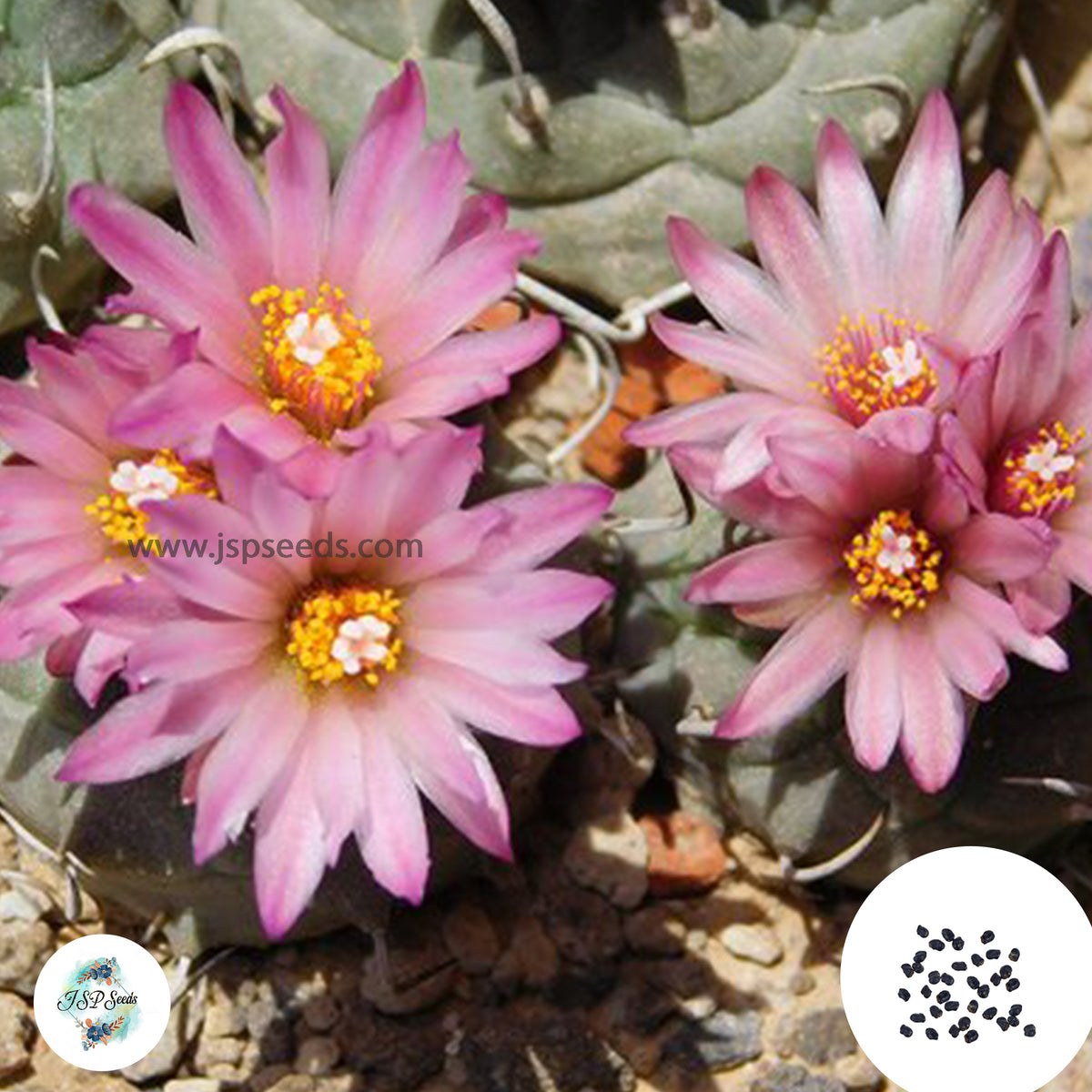 40 Seeds Turbinicarpus roseiflorus Cactus Succulent seeds