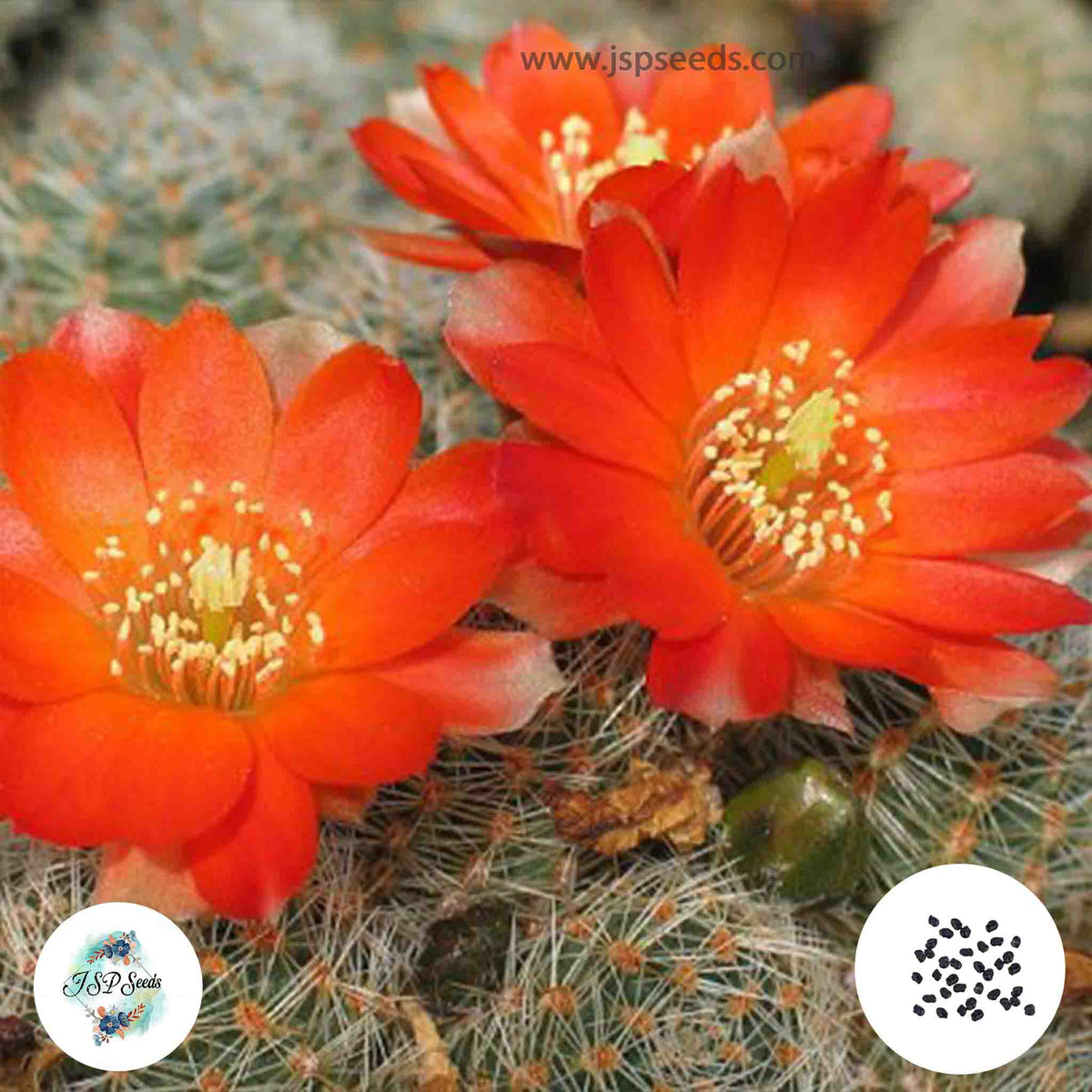 40 Seeds Mediolobivia ritteri Cactus Succulent seeds