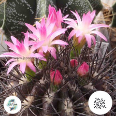 40 Seeds Neoporteria rapifera Cactus Succulent seeds