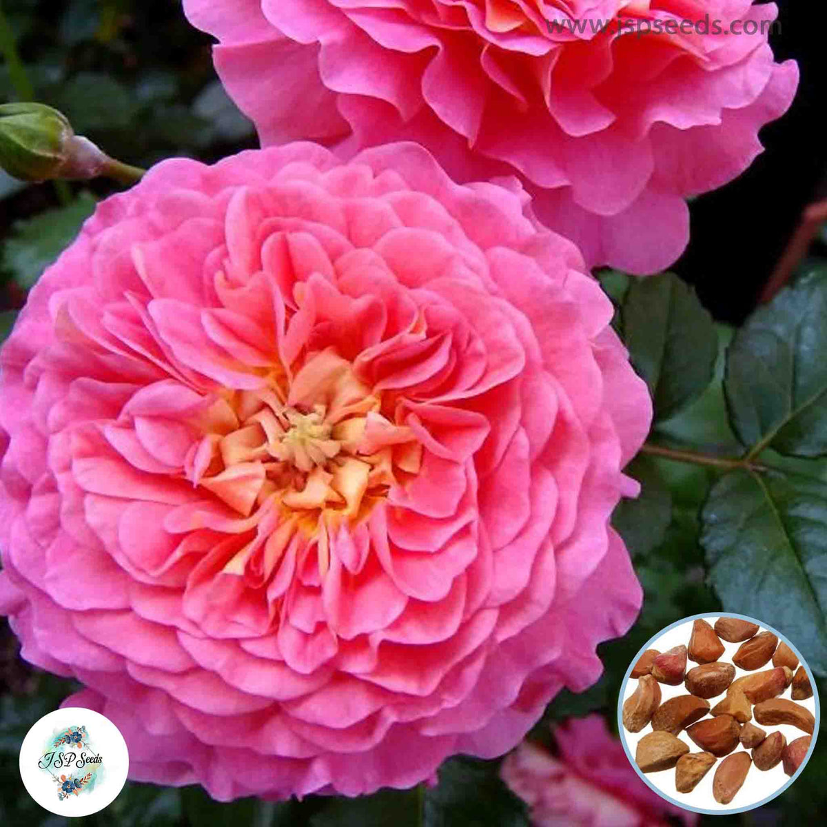 50 Heirloom Christopher Marlowe English Rose flower Bonsai Garden Seeds