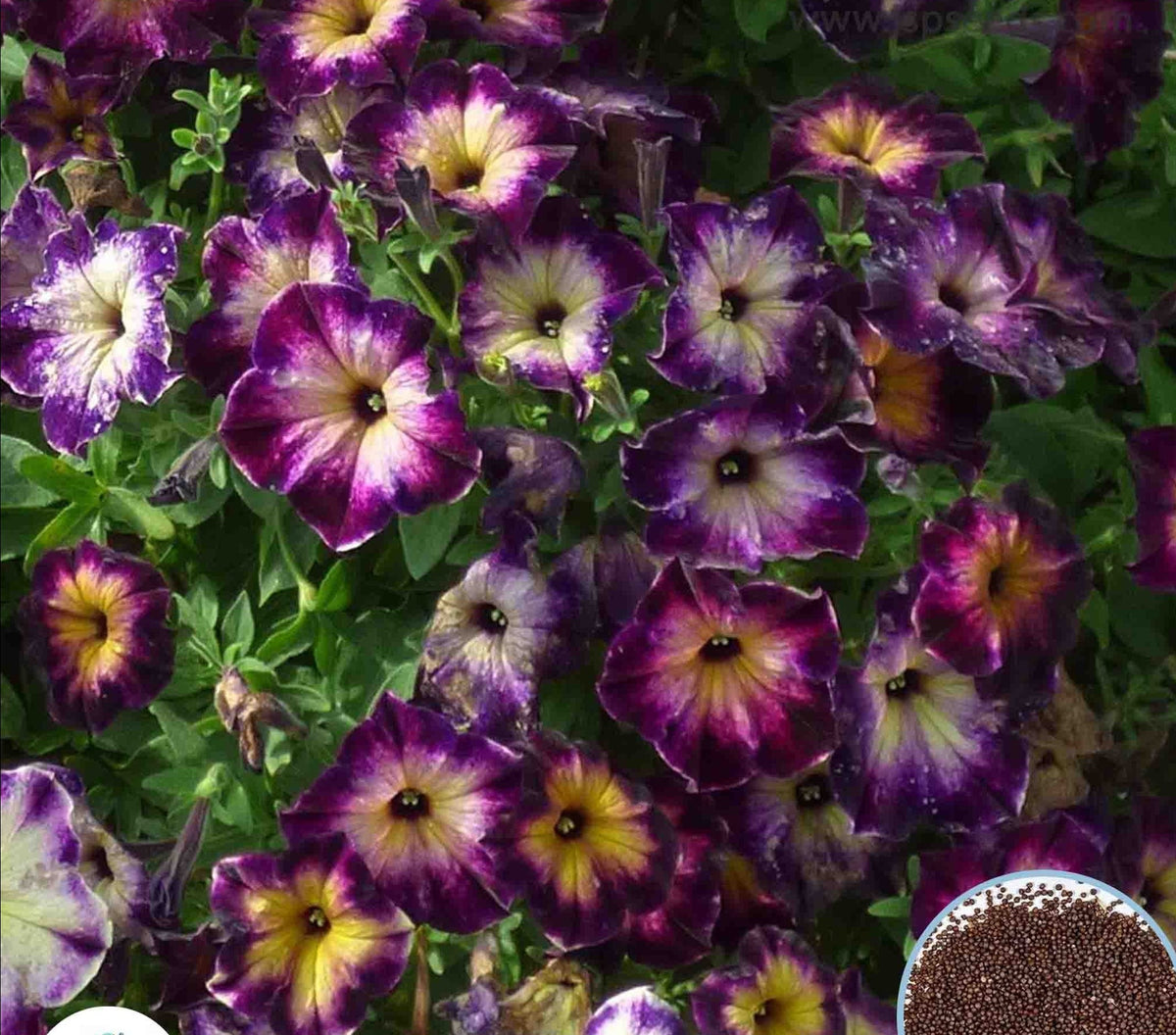 1000 Moonstruck Crazytunia Petunia Seeds Grandiflora, Multiflora, Milliflora Perennial Flowers Annual Seeds (Flower)