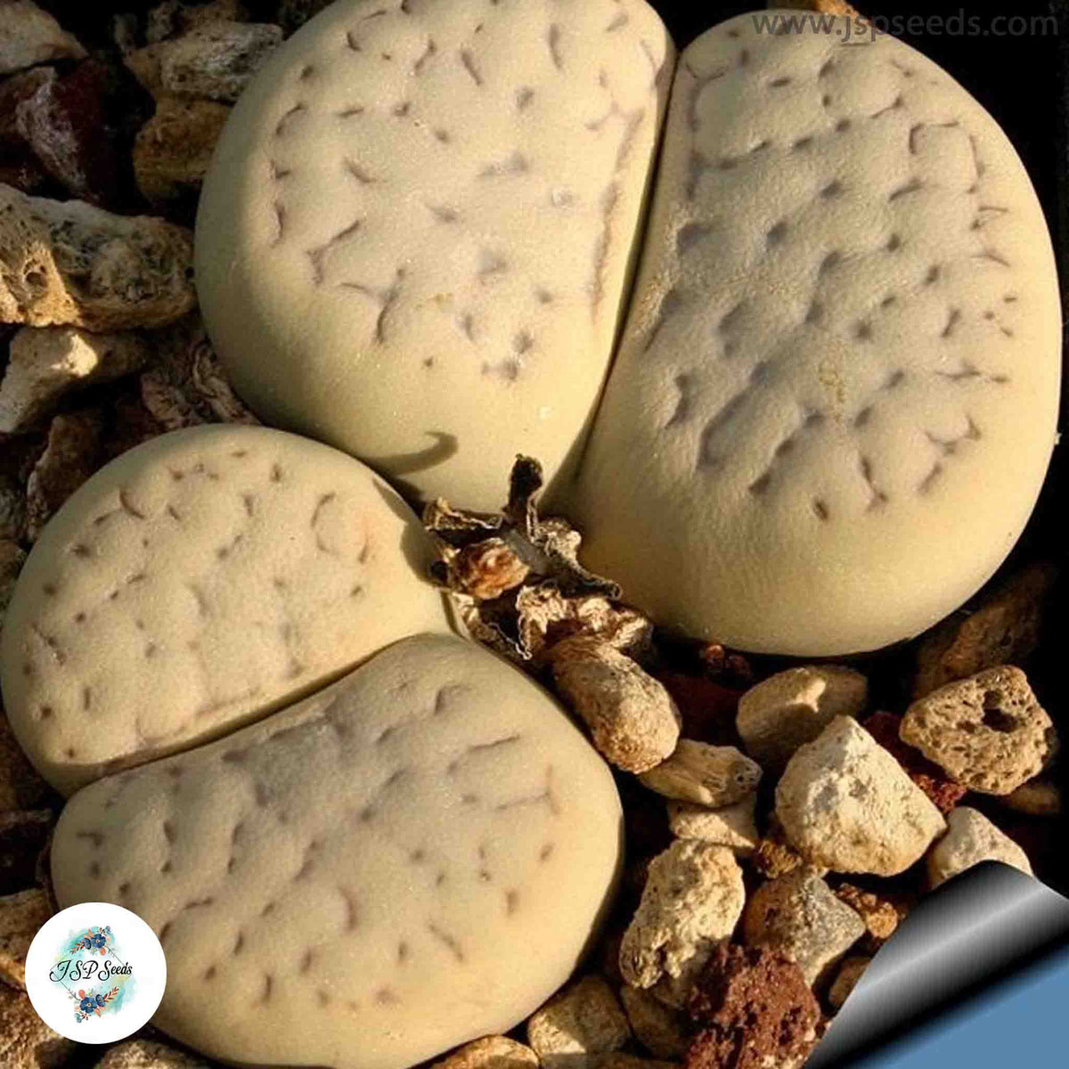 Lithops vallis-mariae [RARE] / 40 seeds (Living Stones)