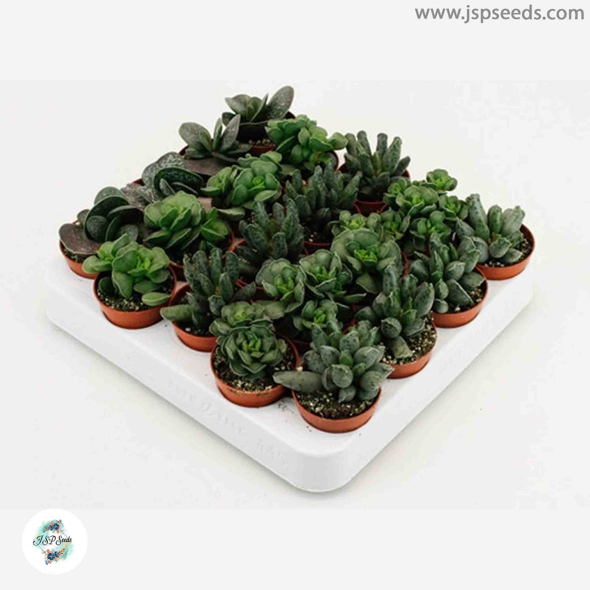 Adromischus mix / 40 seeds