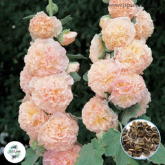 50 Salmon Double Hollyhock Perennial Flower Seed ROSEA LINN