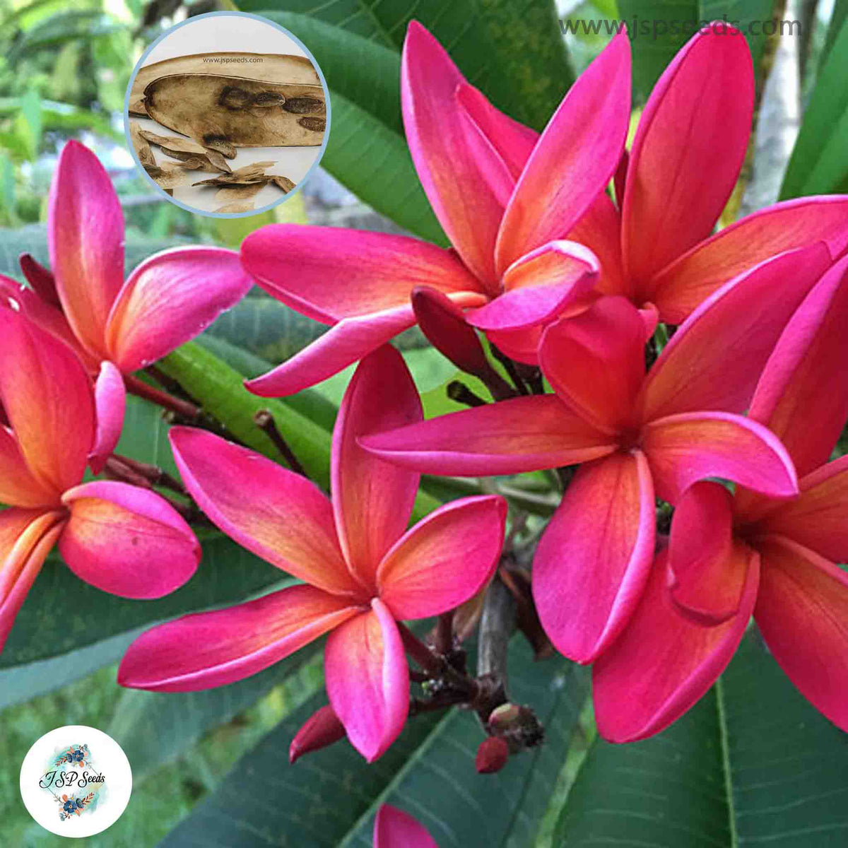 20 Thai Mung Tawee kun1 Plumeria Rubra (Frangipani) Seeds Fresh Flower New Seeds