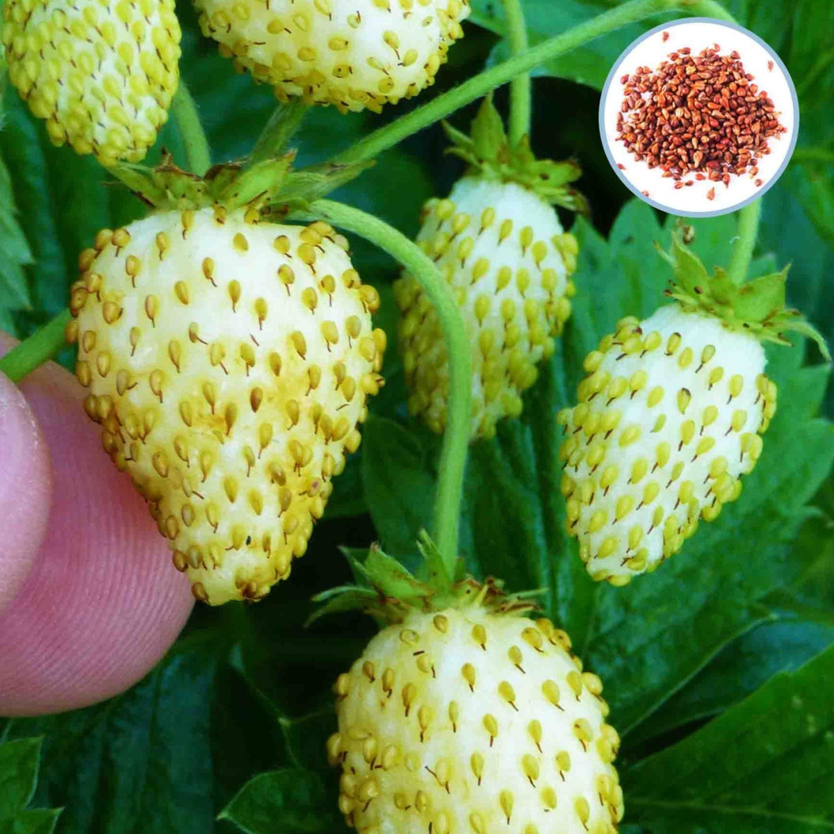 100 Wild Vesca White Strawberry Homegrown Edible Garden Fruit Organic Sweet Non-GMO Berry Seeds