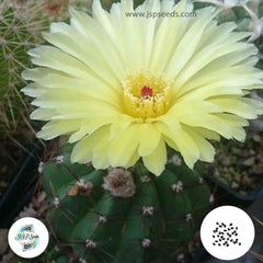 40 Seeds Notocactus ottonis Cactus Succulent seeds