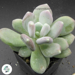 Pachyphytum glutinicaule / 40 seeds