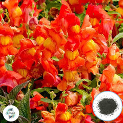 300 Candy Showers Snapdragons (Antirrhinum majus) Seeds (Flower Garden Plants)