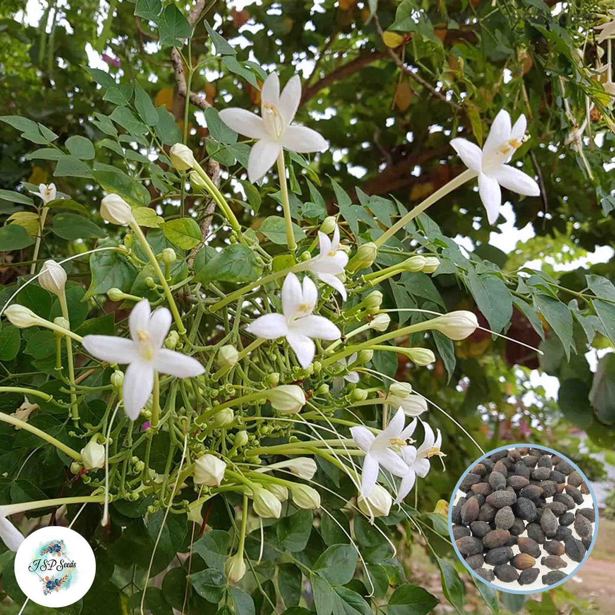 50 Jasmine White Cork Tree Millingtonia hortensis Seeds