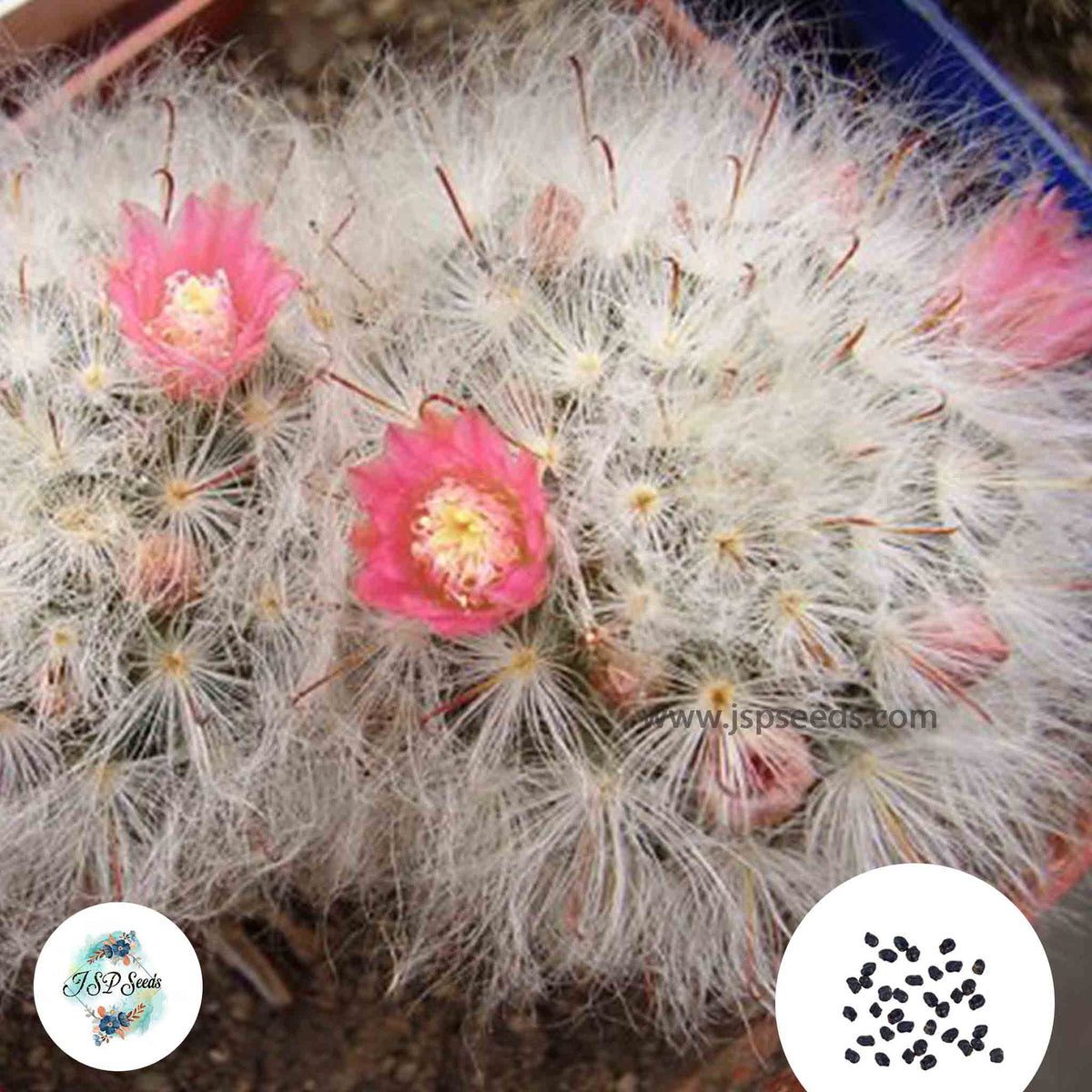 40 Seeds Mammillaria bocasana v. roseiflora Cactus Succulent seeds