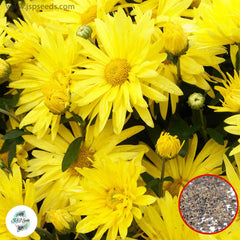 300 Yelllow Chrysanthemum DAISY Perennial Heirloom Flower Seeds