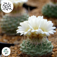 40 Seeds (White flowers) Strombocactus disciformis Cactus Succulent seeds