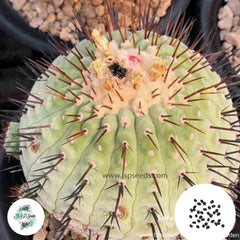 40 Seeds Copiapoa Cactus Succulent seeds