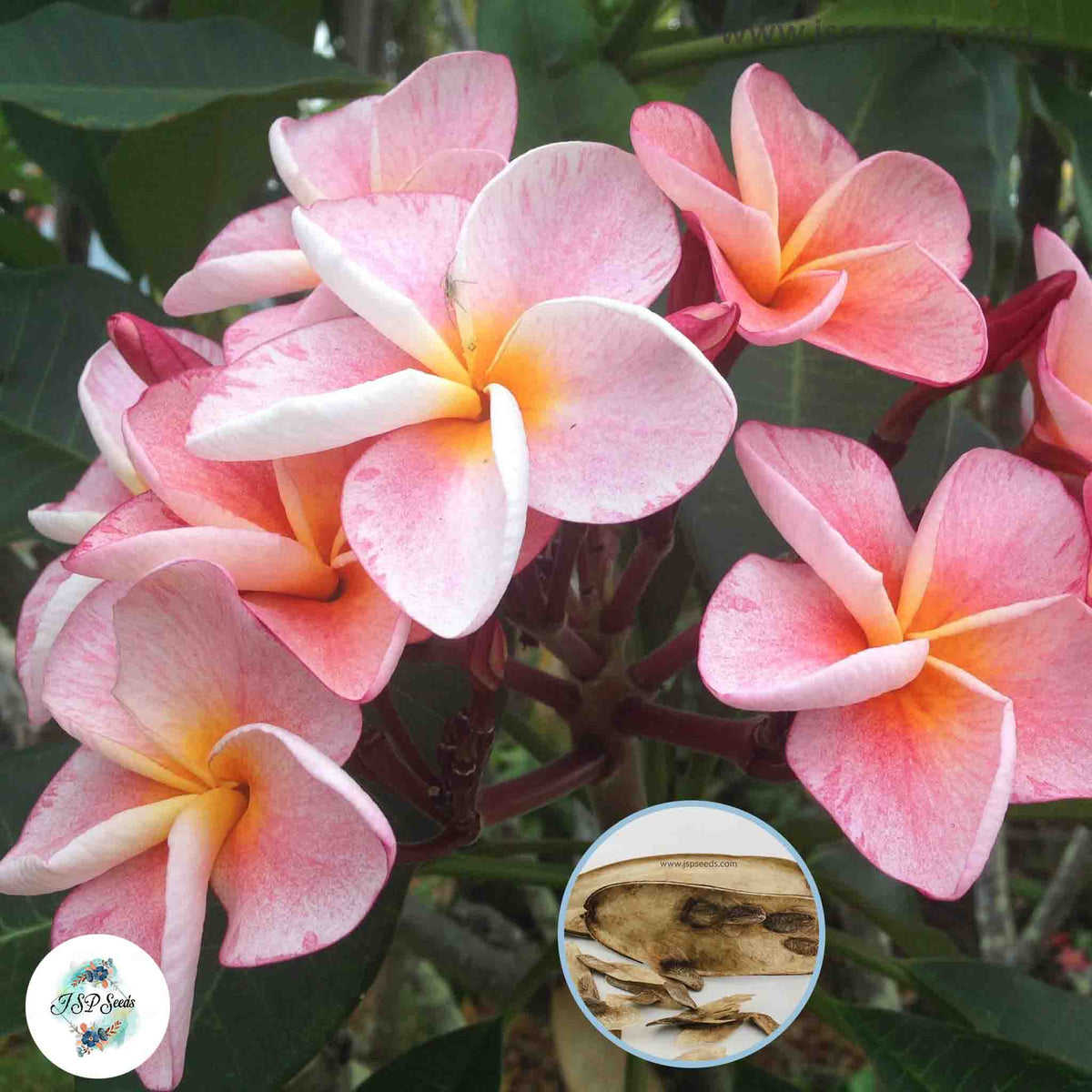 20 Thai Banyen Plumeria (Frangipani) Seeds Fresh Flower New Seeds