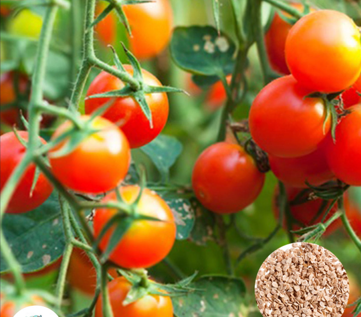 100 Thai Princess Cherry Tomato Plant Seeds (Asia Vegetable) Lycopersicon esculentum Mill.