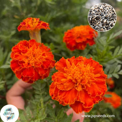 200 French Marigold Double Dwarf Flowers Heirloom Seeds (Asia Flower)