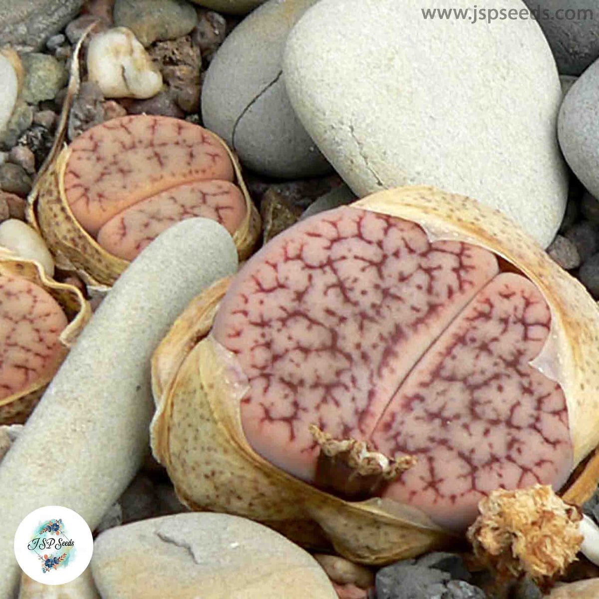 Lithops pseudotruncatella / Living stones / 40 seeds