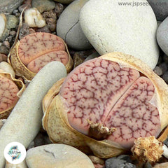 Lithops pseudotruncatella / Living stones / 40 seeds