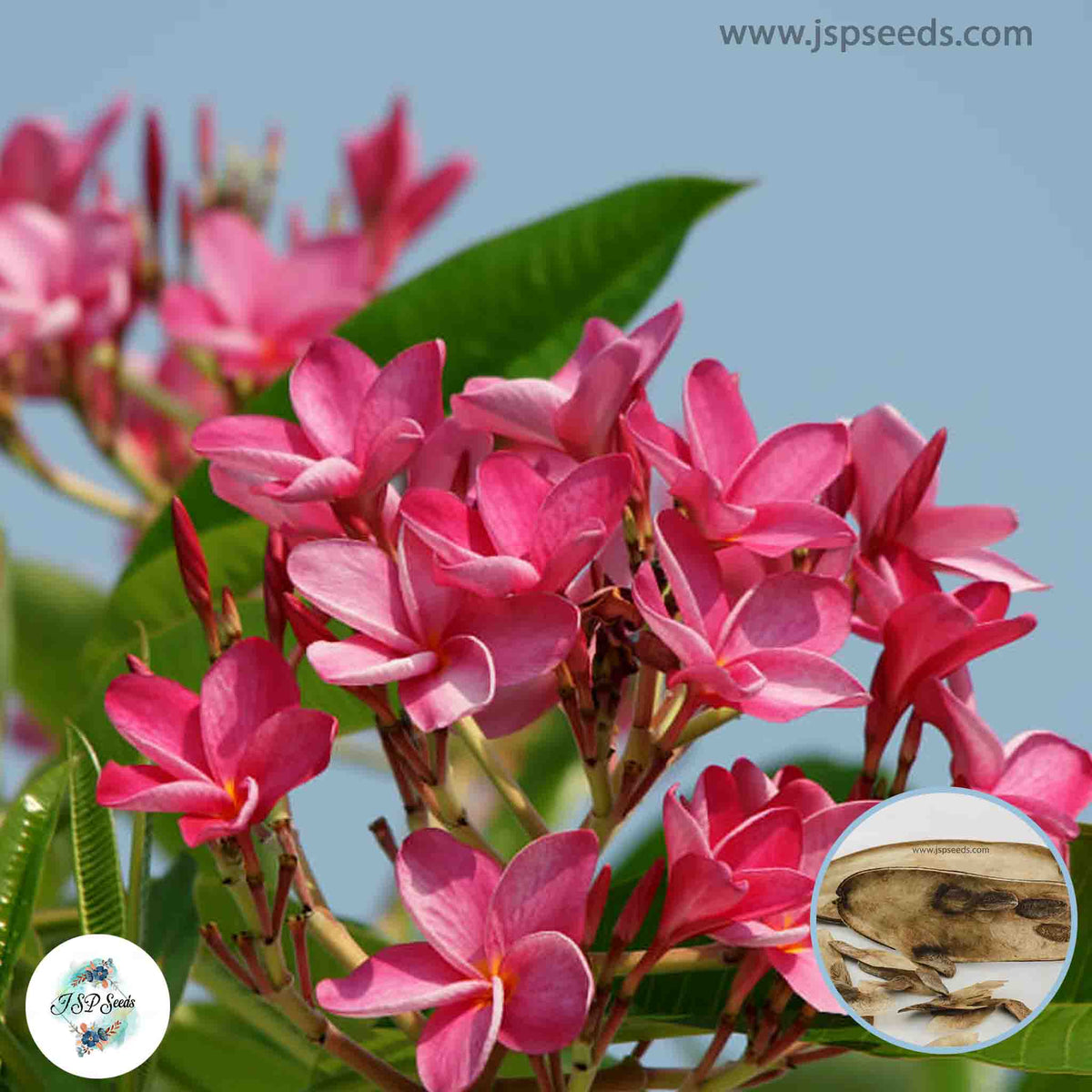 20 Thai Same Sorapong Plumeria Rubra Frangipani Seeds Fresh Flower