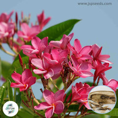 20 Thai Same Sorapong Plumeria Rubra (Frangipani) Seeds Fresh Flower New Seeds