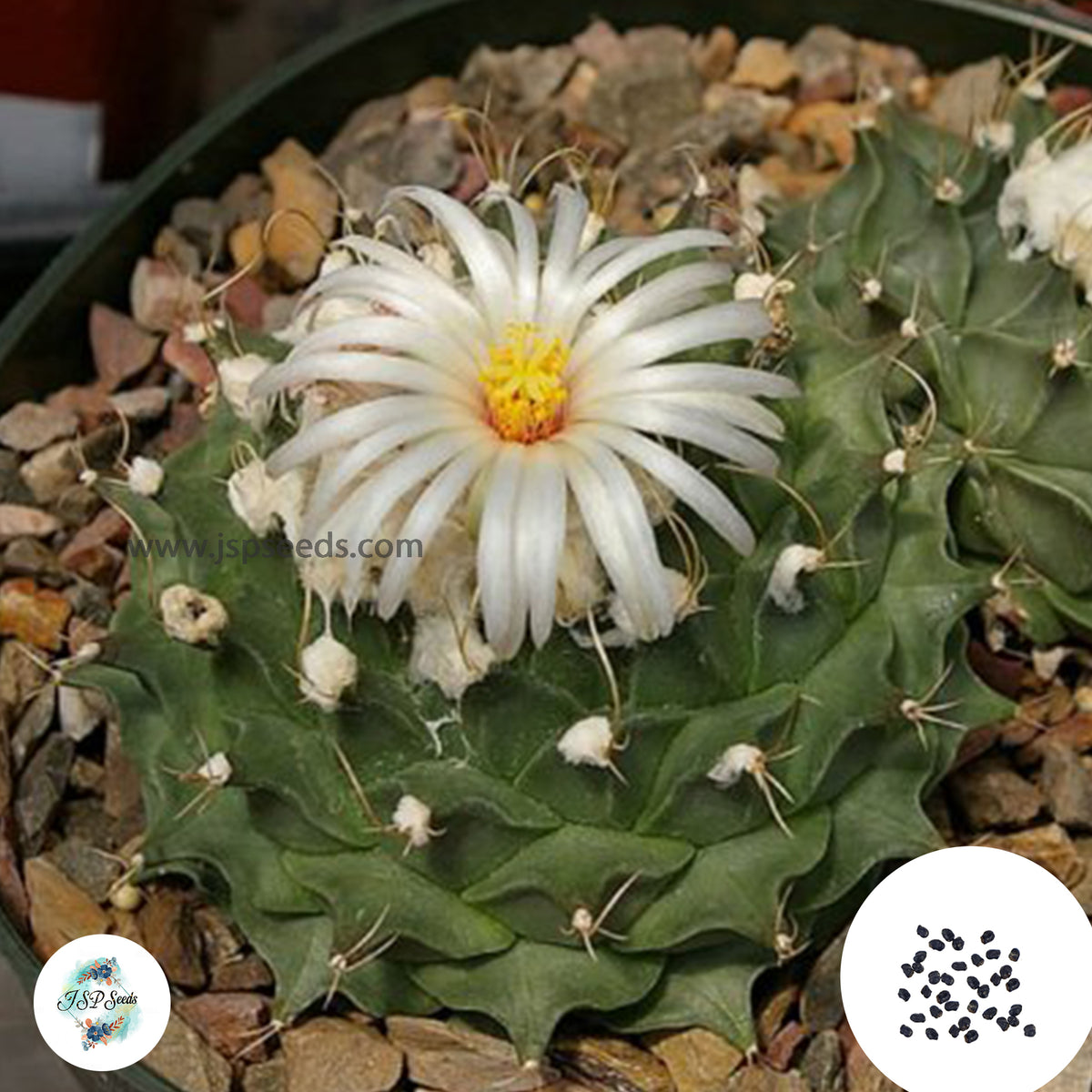 40 Seeds Obregonia denegrii Cactus Succulent seeds