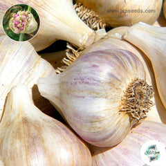 20 gram Metechi Hardneck Garlic Bulbils (Organic Vegetable) Non-GMO Heirloom Seeds