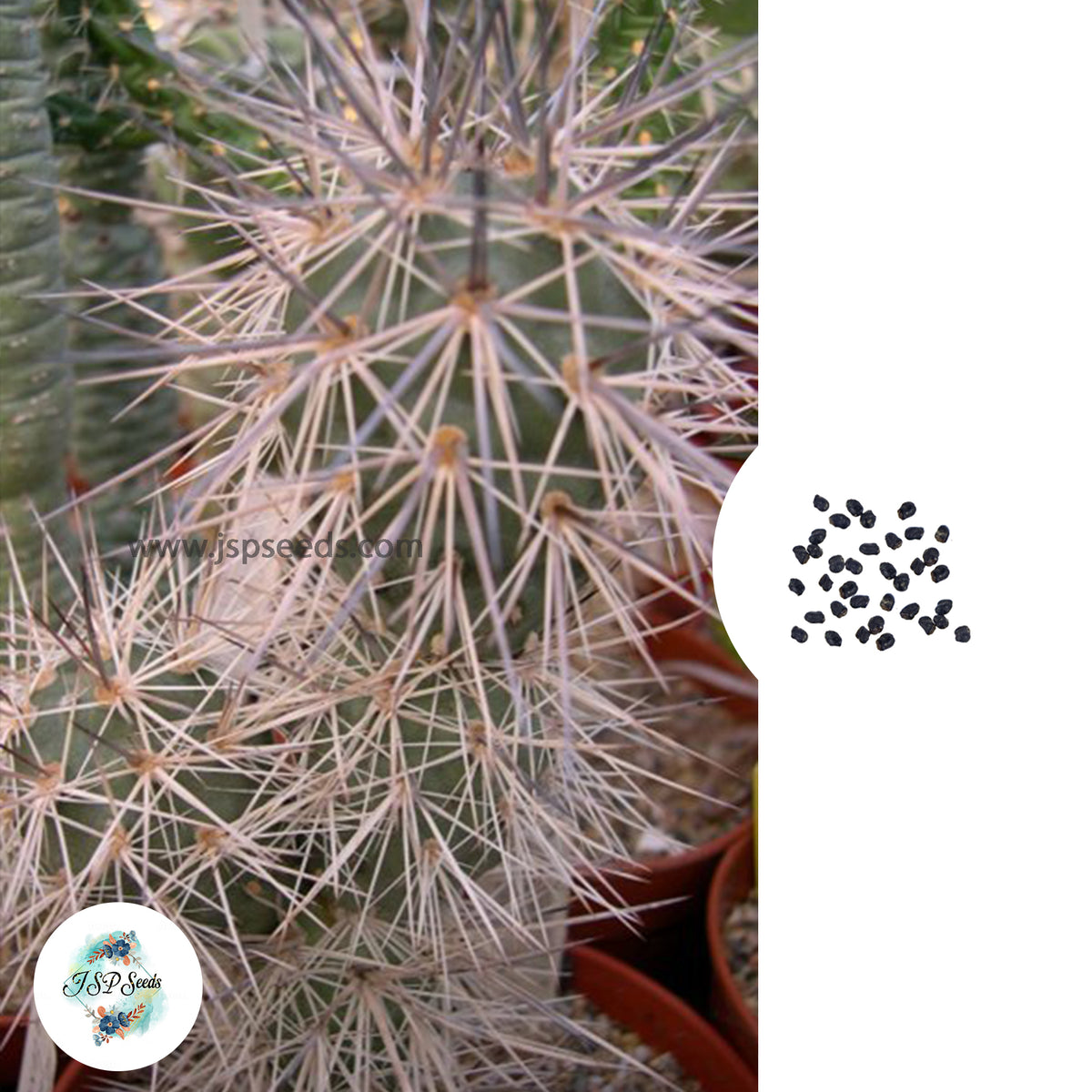 40 Seeds Tephrocactus alexanderi v. Bruchii Cactus Succulent seeds