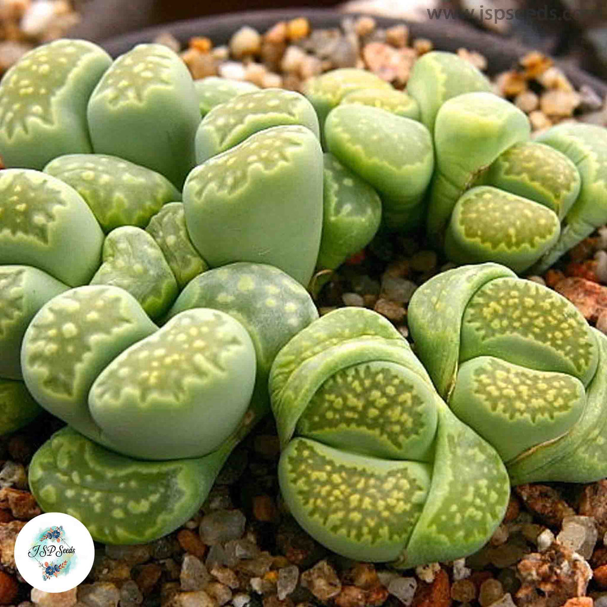 Lithops julii ssp. fulleri ‘Fullergreen’ C056A / Living stones / 40 seeds