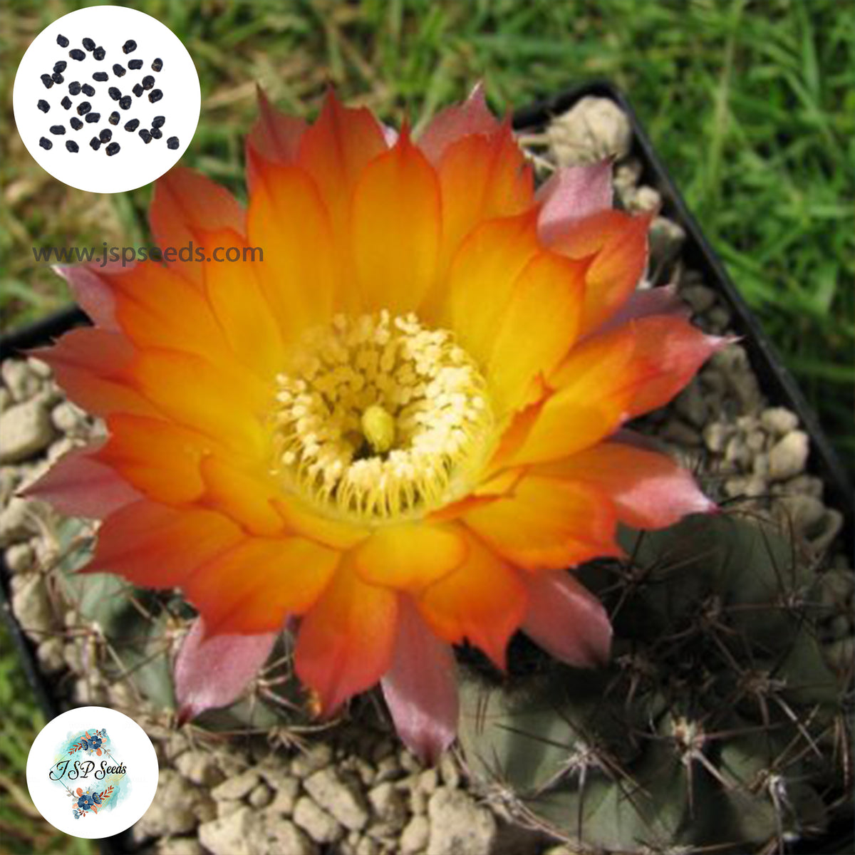 40 Seeds Acanthocalycium australis Cactus Succulent seeds WR817b