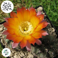 40 Seeds Acanthocalycium australis Cactus Succulent seeds WR817b