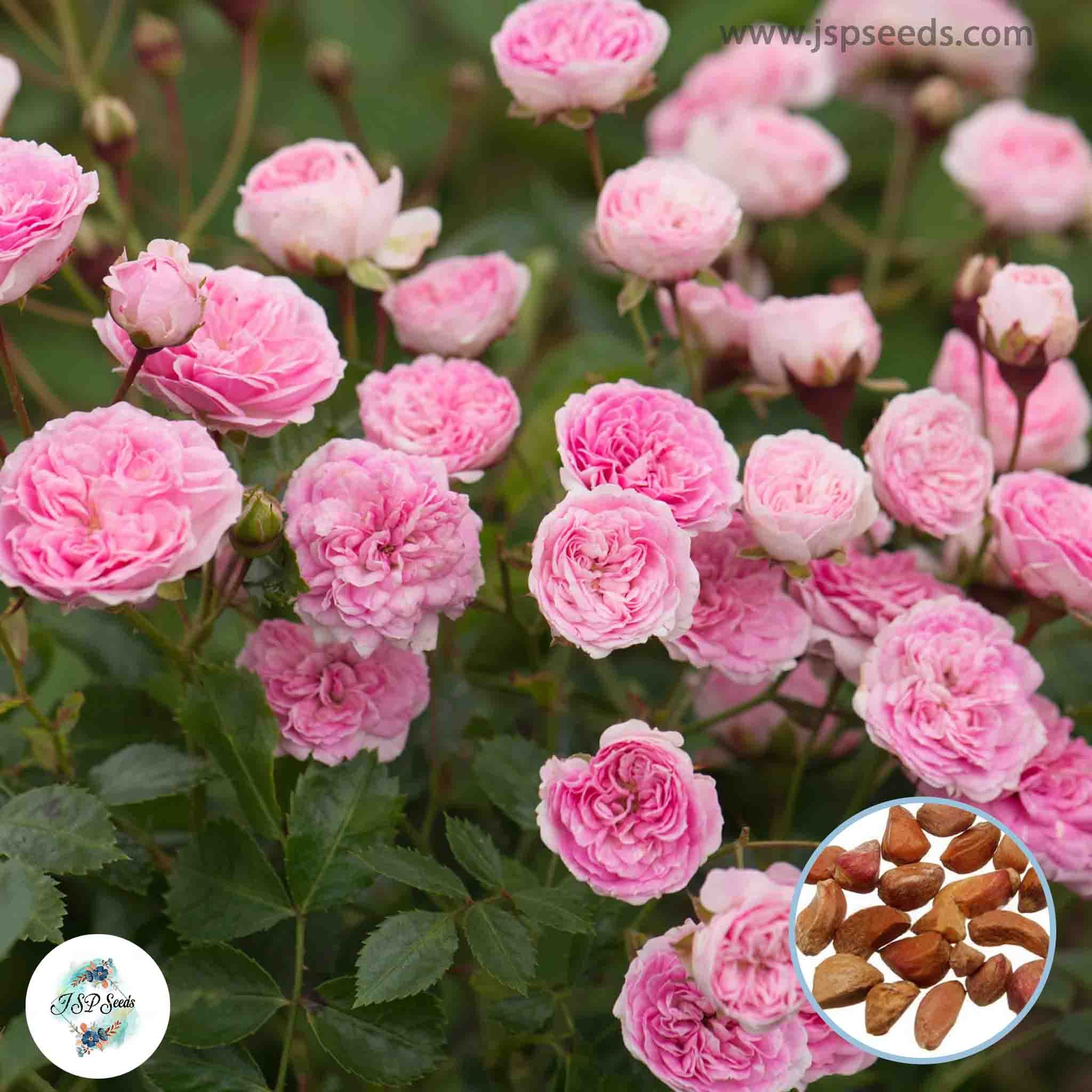 50 Heirloom Pink Mini Miniature Rose Rosa bush Fragrant flower Bonsai ...