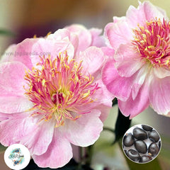 20 Do Tell Peony Paeoniaceae Paeonia suffruticosa Tree Flower Plant Seeds (Lucky Flower) (Flower Garden Potted Plants)