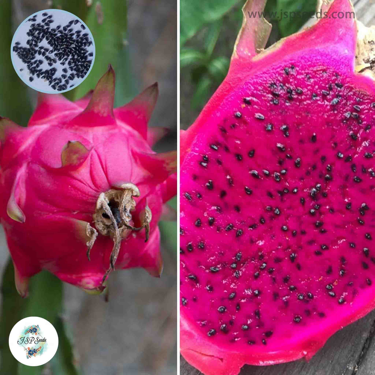 50 Red Dragon Fruit Seeds Pitaya Pitahaya Hylocereus Undatus Cactus Seeds (Asia Fruit)