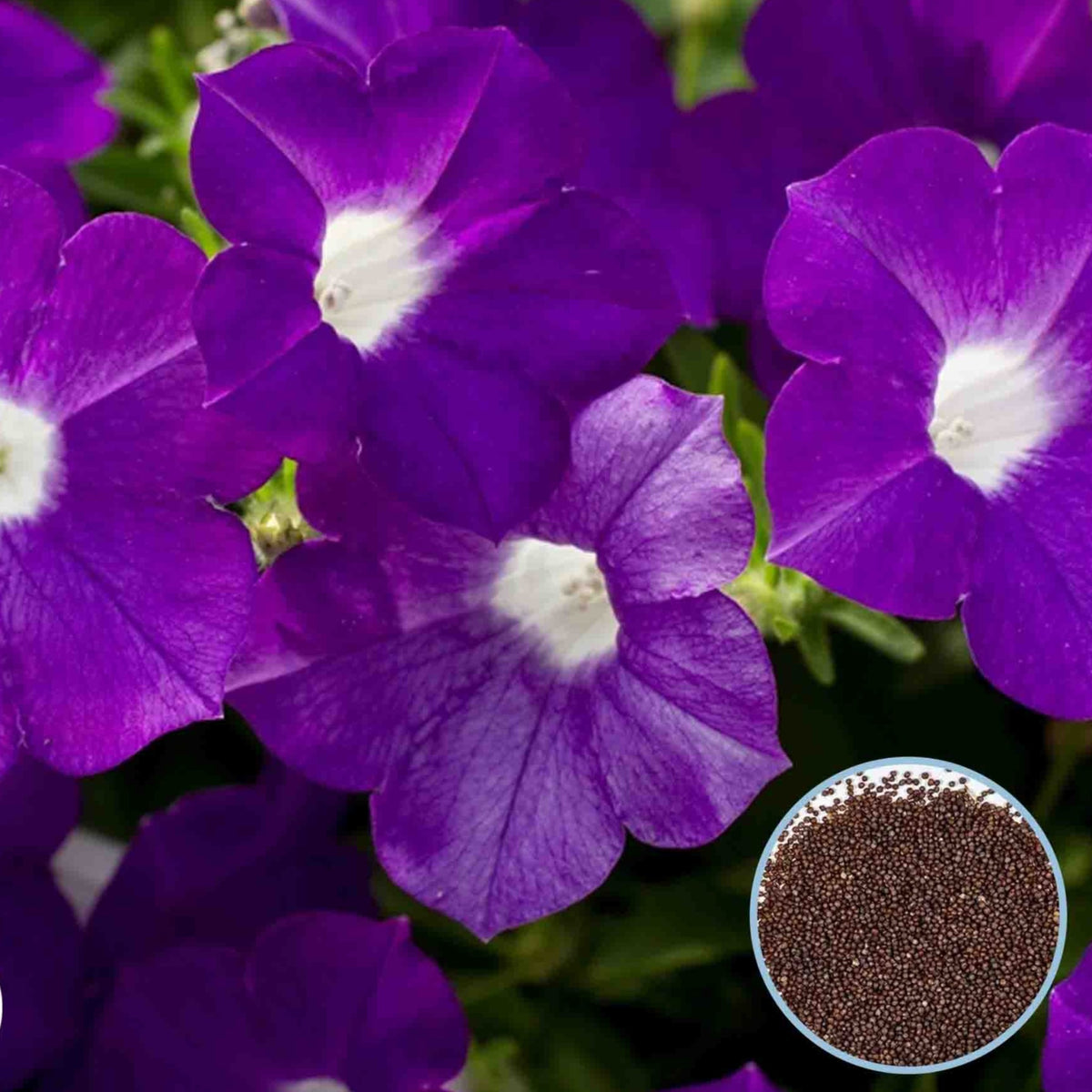 1000 Violet Blanket Petunia Seeds Grandiflora, Multiflora, Milliflora Perennial Flowers Annual Seeds (Flower)