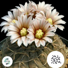 40 Seeds Gymnocalycium stellatum Cactus Succulent seeds