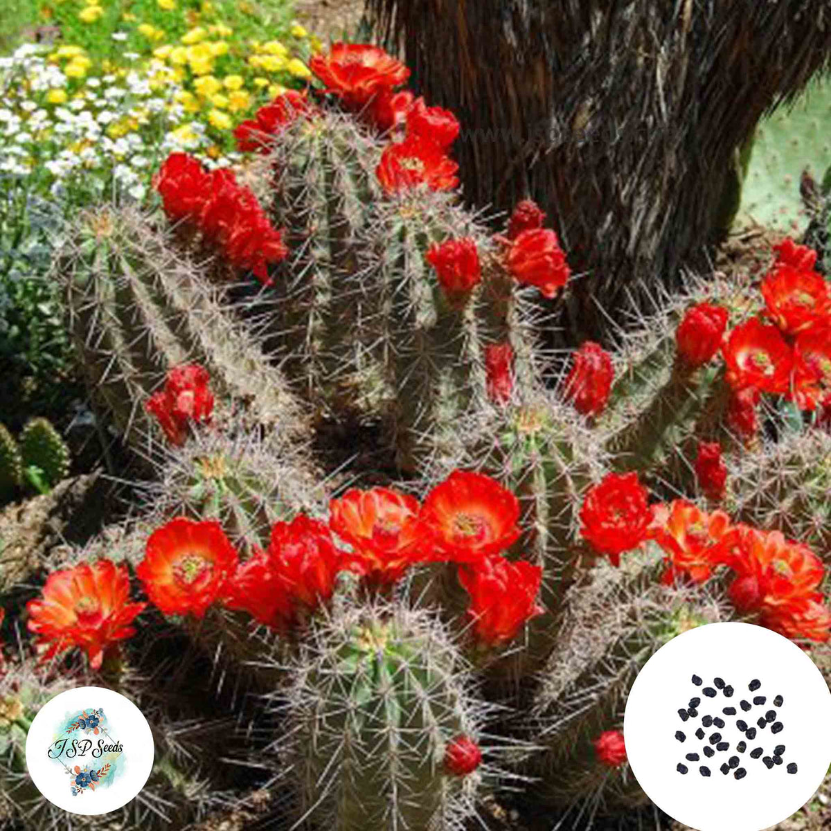 40 Seeds Echinocereus coccineus Cactus Succulent seeds