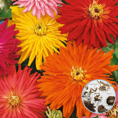 100 Zinnia Cactus Mixed Colors Cactus zinnia flower Mix Seeds (Flower Plants)