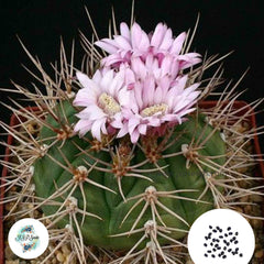 40 Seeds Gymnocalycium eurypleurum Cactus Succulent seeds