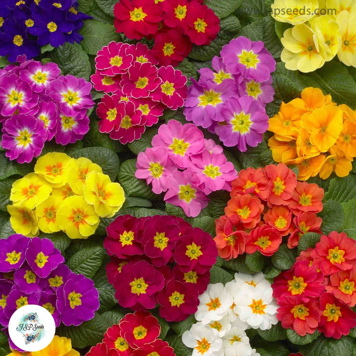 100 Mixed European Primrose Colorful Primula Bonsai Flower Blooming Plants Potted Home Garden Seeds