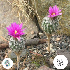 40 Seeds Turbinicarpus booleanus Cactus Succulent seeds