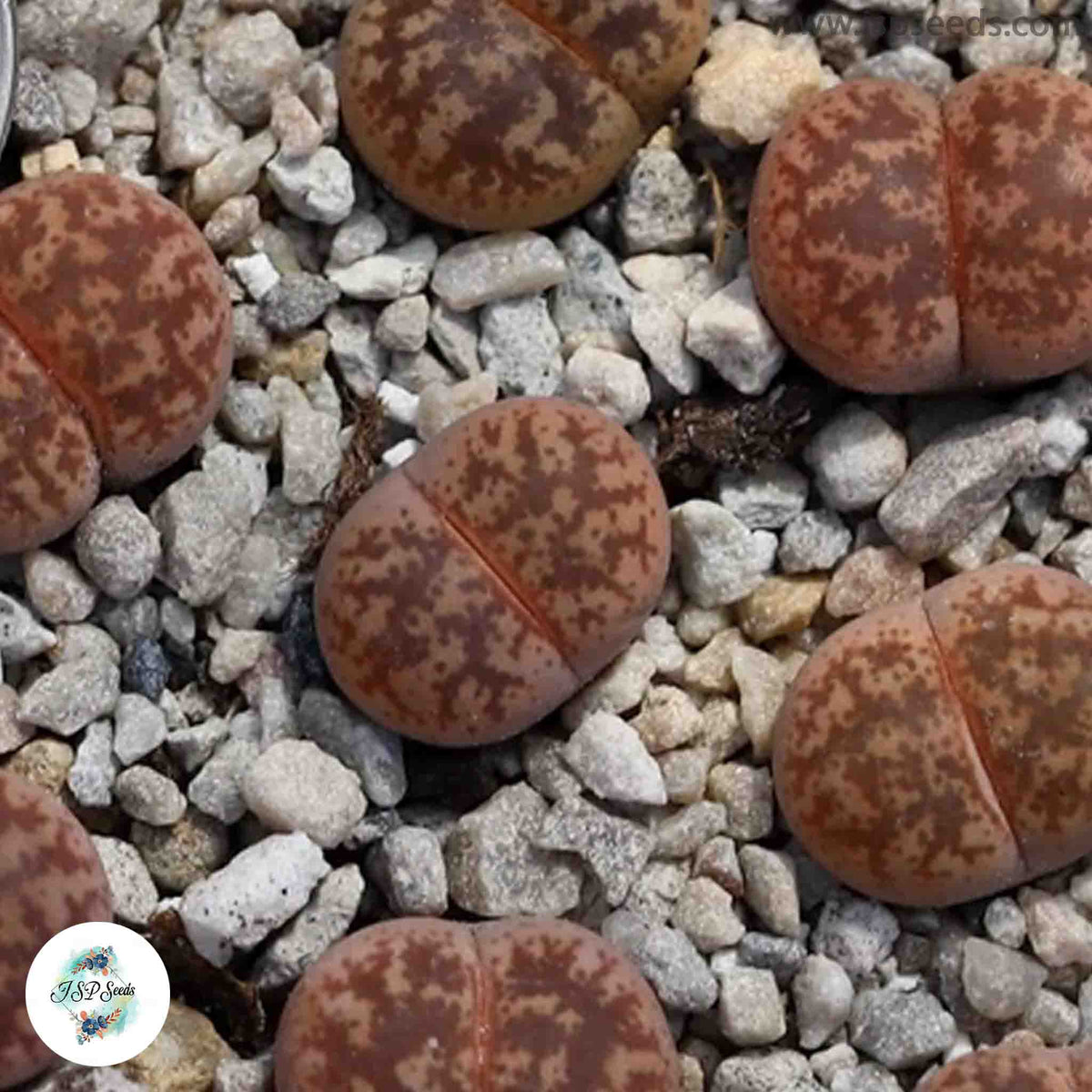 Lithops coleorum c396 [RARE] / 40 seeds (Living Stones)