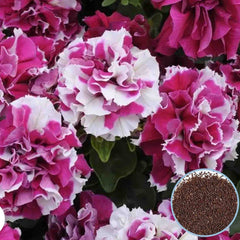 1000 Rose Whit Double Madness Petunia Seeds Grandiflora, Multiflora, Milliflora Perennial Flowers Annual Seeds (Flower)