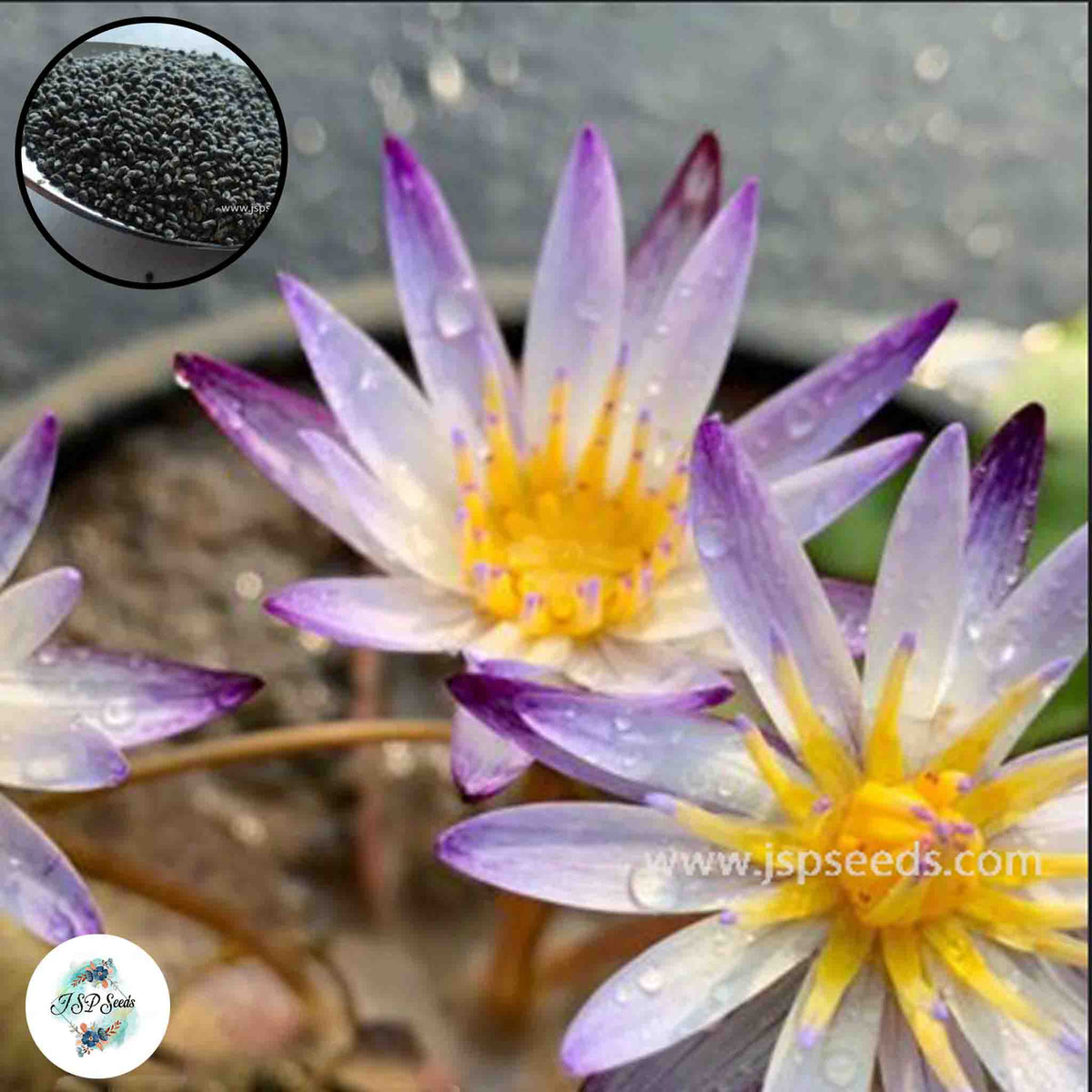 50 Thai Heirloom Mini Lotus Water lily flower Bonsai Seeds Water Plants (Original Thai Seeds) 006