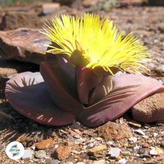 Cheiridopsis peculiaris / 40 seeds (Living stones)