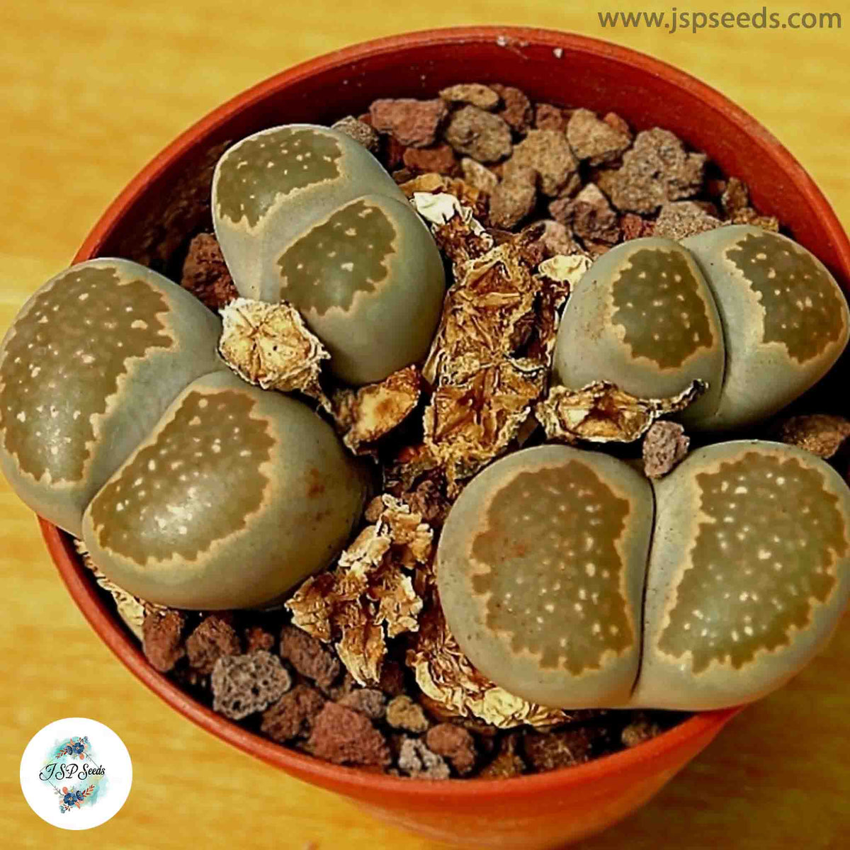 Lithops salicola C353 / 40 seeds (Living Stones)