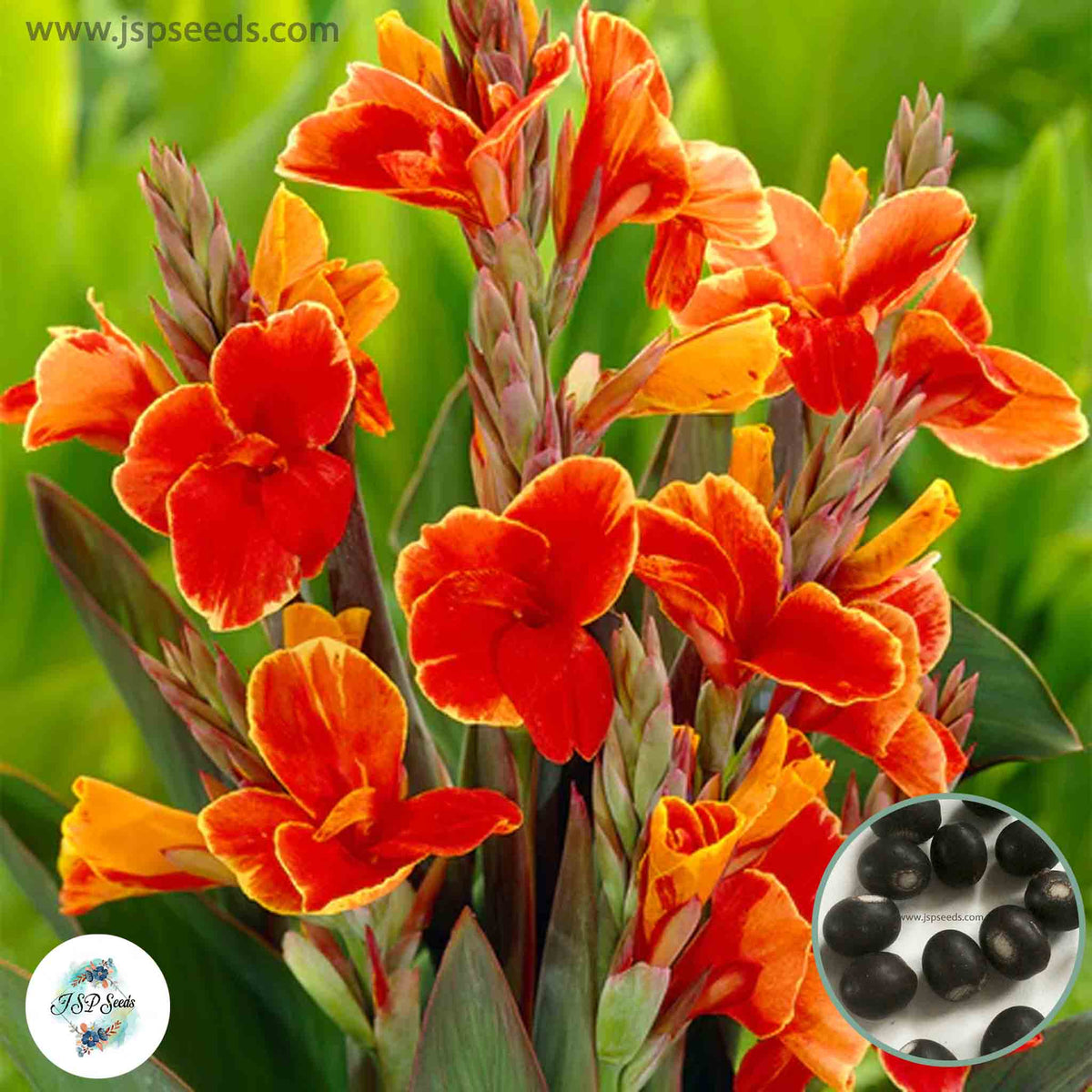 30 Rosemond Coles CANNA LILY Indian Shot Canna Indica Flower Seeds Cannaceae (Asia Flower)