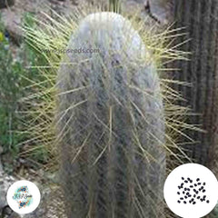 40 Seeds Espostoa cantaensis Cactus Succulent seeds