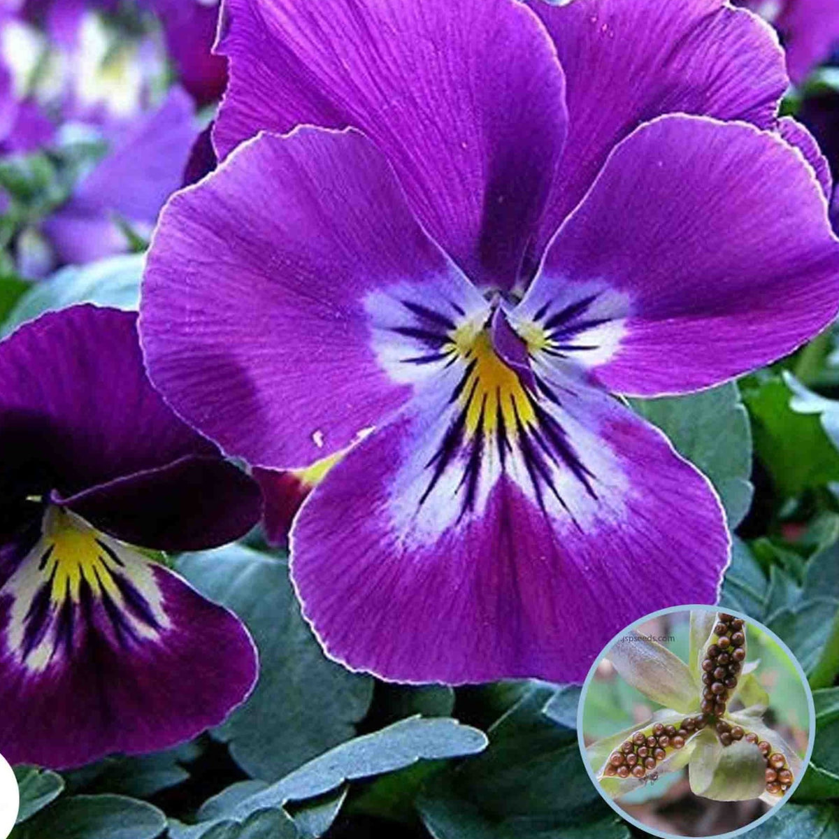 100 Purple Pansy Seeds Perennial Butterfly Flowers (Viola Cornuta Sorbet Series)